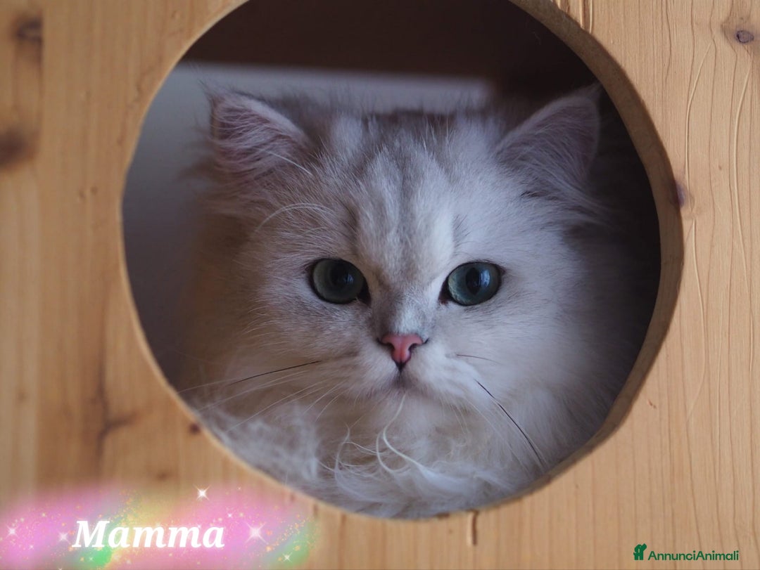 British gatti in vendita: Cuccioli British Golden e Silver a Provincia di Bergamo - Immagine 8
