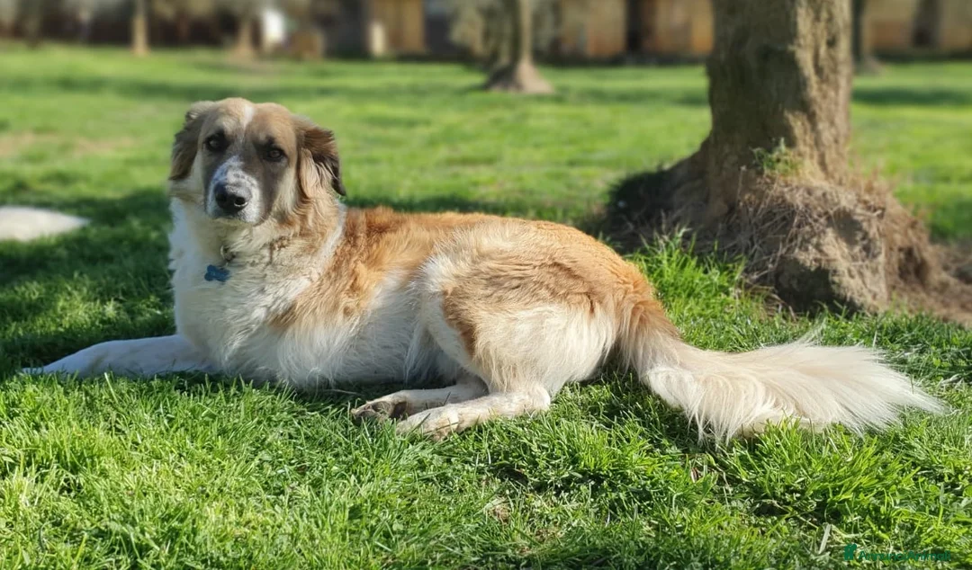 Meticcio cani in regalo: TRITONE,buono e desideroso di coccole a Pomezia - Annuncio 8