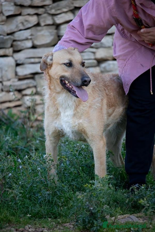 Altre razze cani Hey Jude! a Provincia di Novara - Annuncio 2
