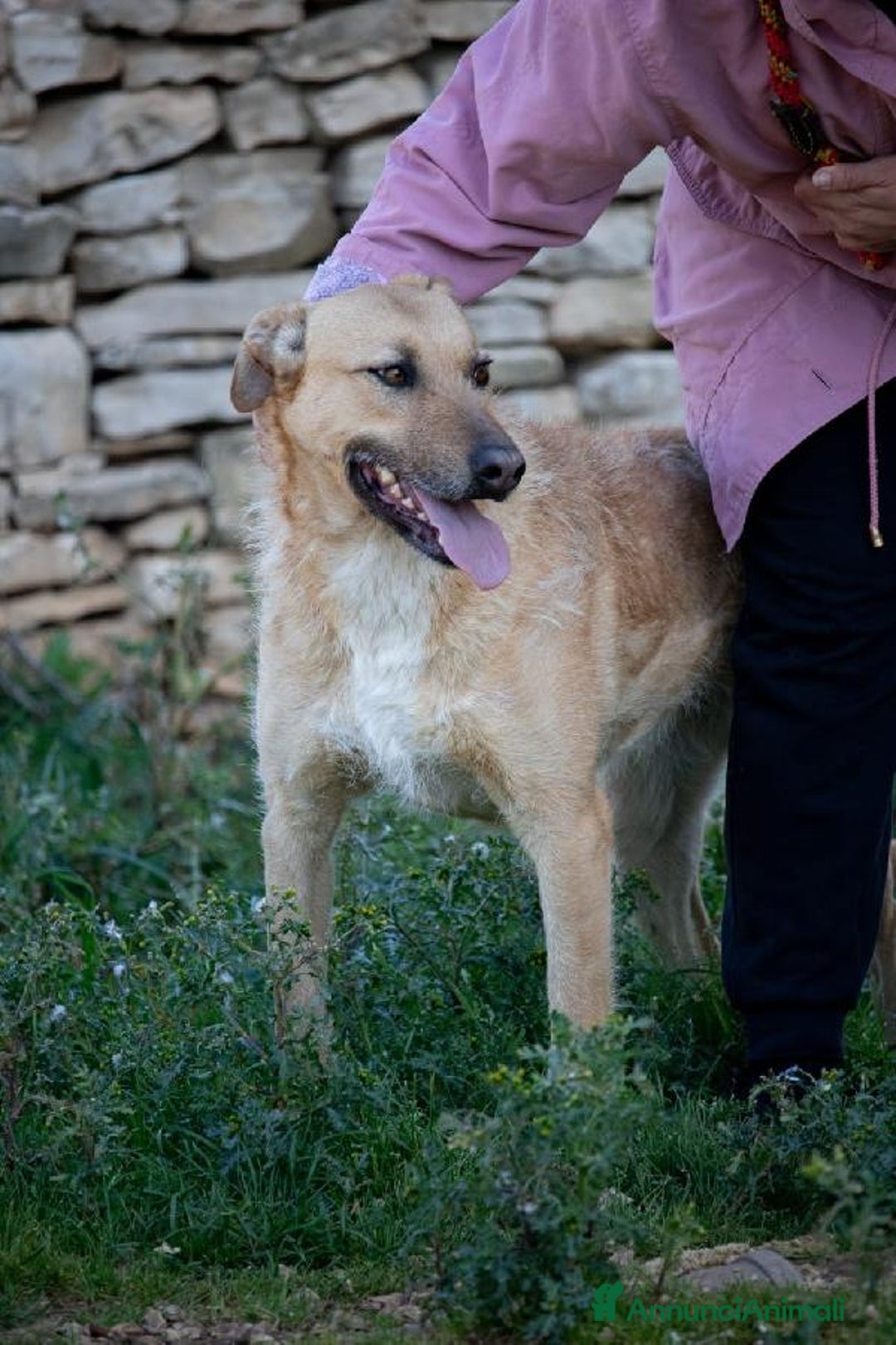 Altre razze cani in regalo: Hey Jude! a Provincia di Novara - Annuncio 2