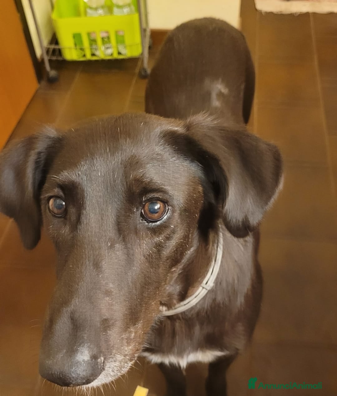 Meticcio cani in regalo: Dolcissima meticcia - BLACKY a Città Metropolitana di Milano - Annuncio 3