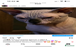 Sphynx gatti per accoppiamento: Sphynx  a Città metropolitana di Roma Capitale - Immagine 4