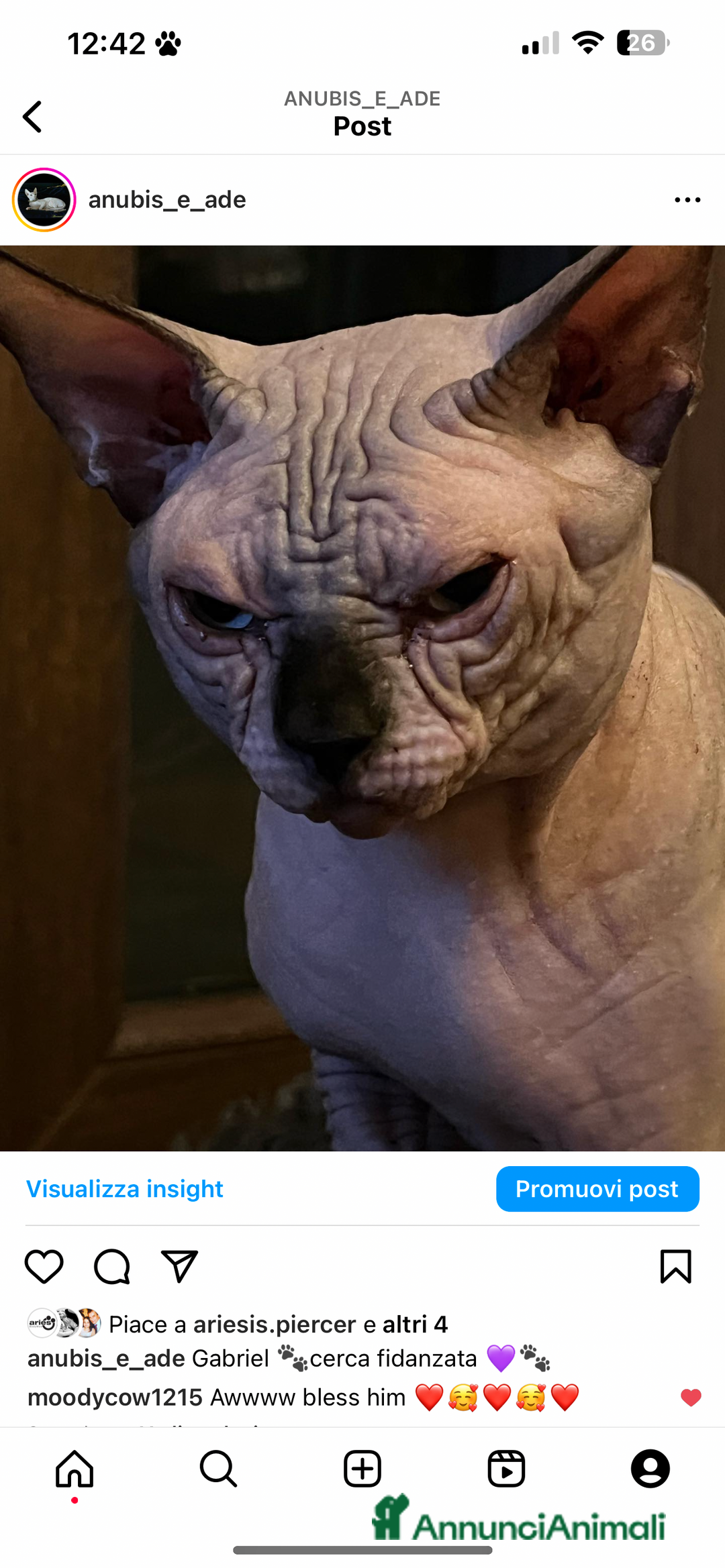 Sphynx gatti per accoppiamento: Sphynx  a Città metropolitana di Roma Capitale - Immagine 4