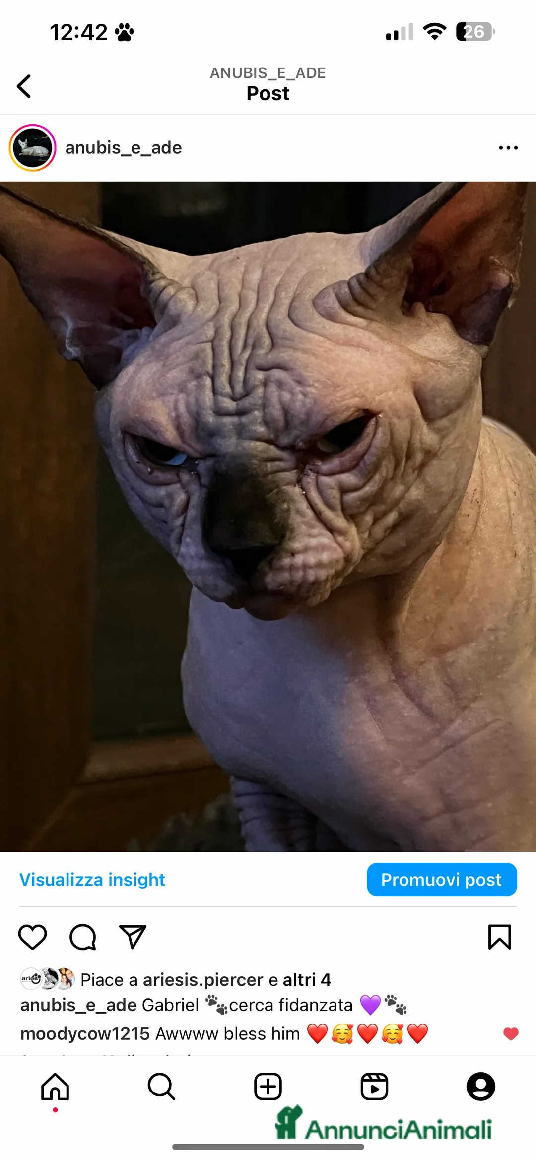 Sphynx gatti per accoppiamento: Sphynx  a Città metropolitana di Roma Capitale - Annuncio 4