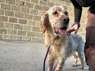 Setter Inglese cani Cooper - Annuncio 25