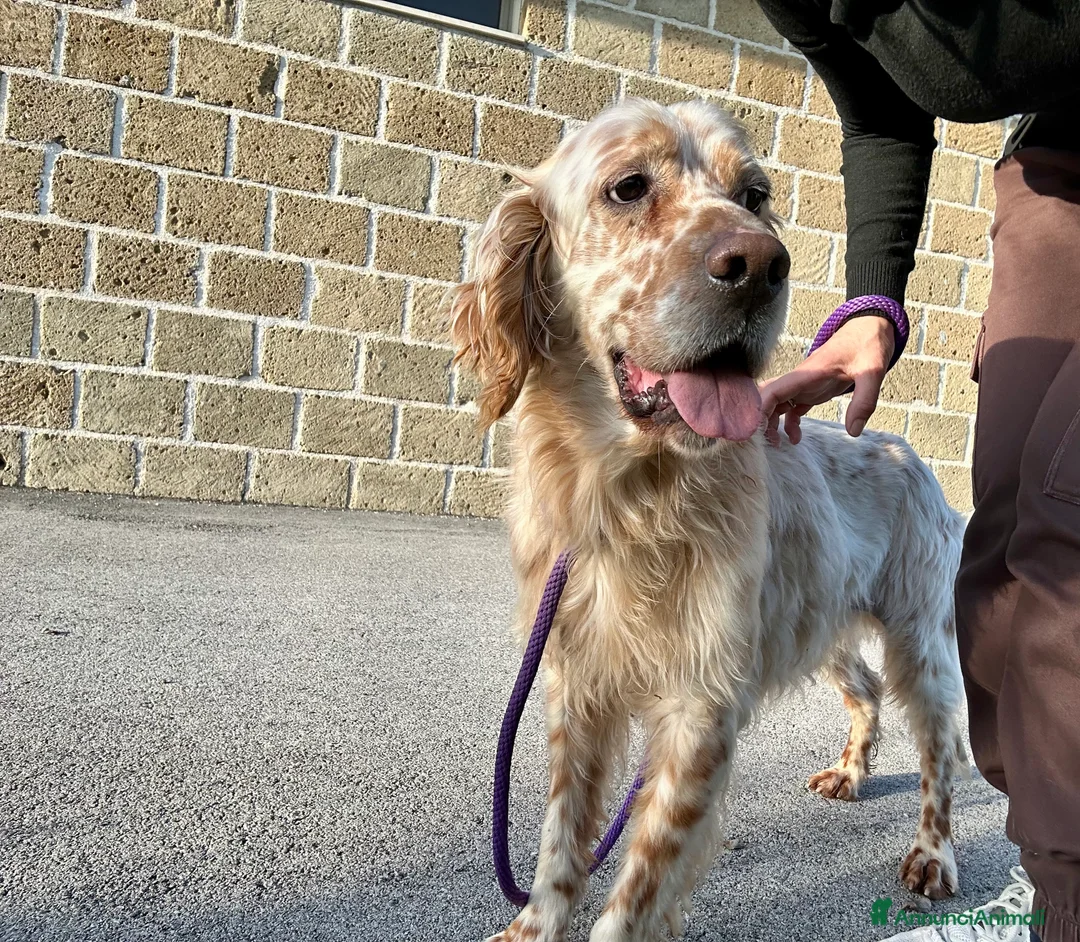 Setter Inglese cani in regalo: Cooper - Annuncio 1