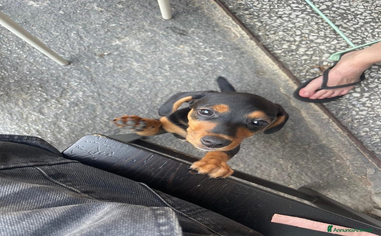 Bassotto cani a Città Metropolitana di Torino - Annuncio 5