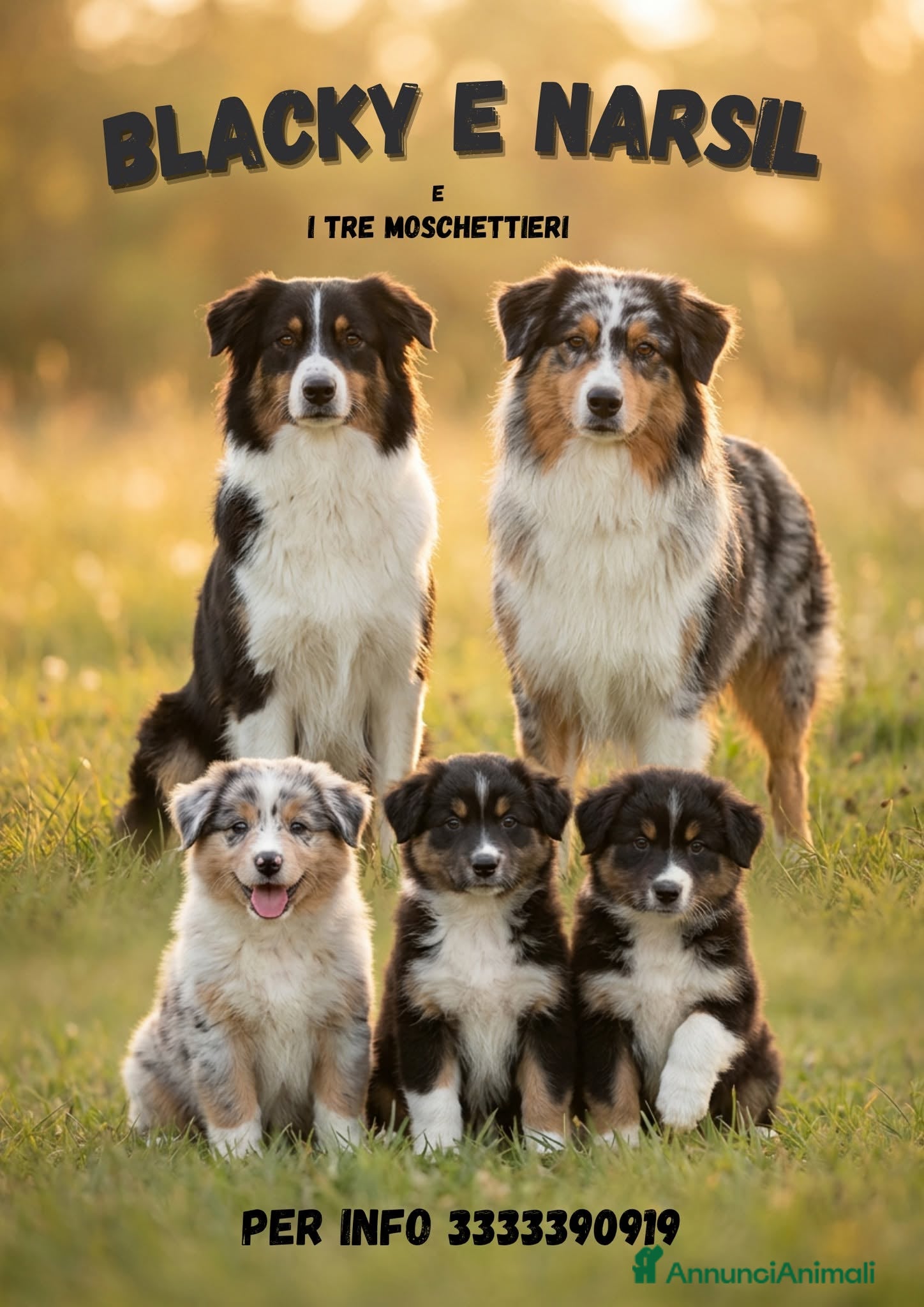 Australian Shepherd cani CUCCIOLI DI PASTORE AUSTRALIANO CON PEDIGREE - Annuncio 1