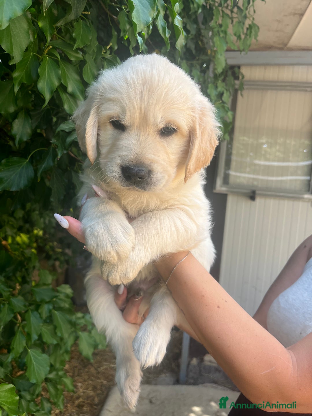 Golden Retriever cani in vendita: Cuccioli di Gold Retriever con pedigree  - Immagine 14