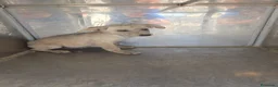 Meticcio cani in regalo: Cuccioli  - Annuncio 11