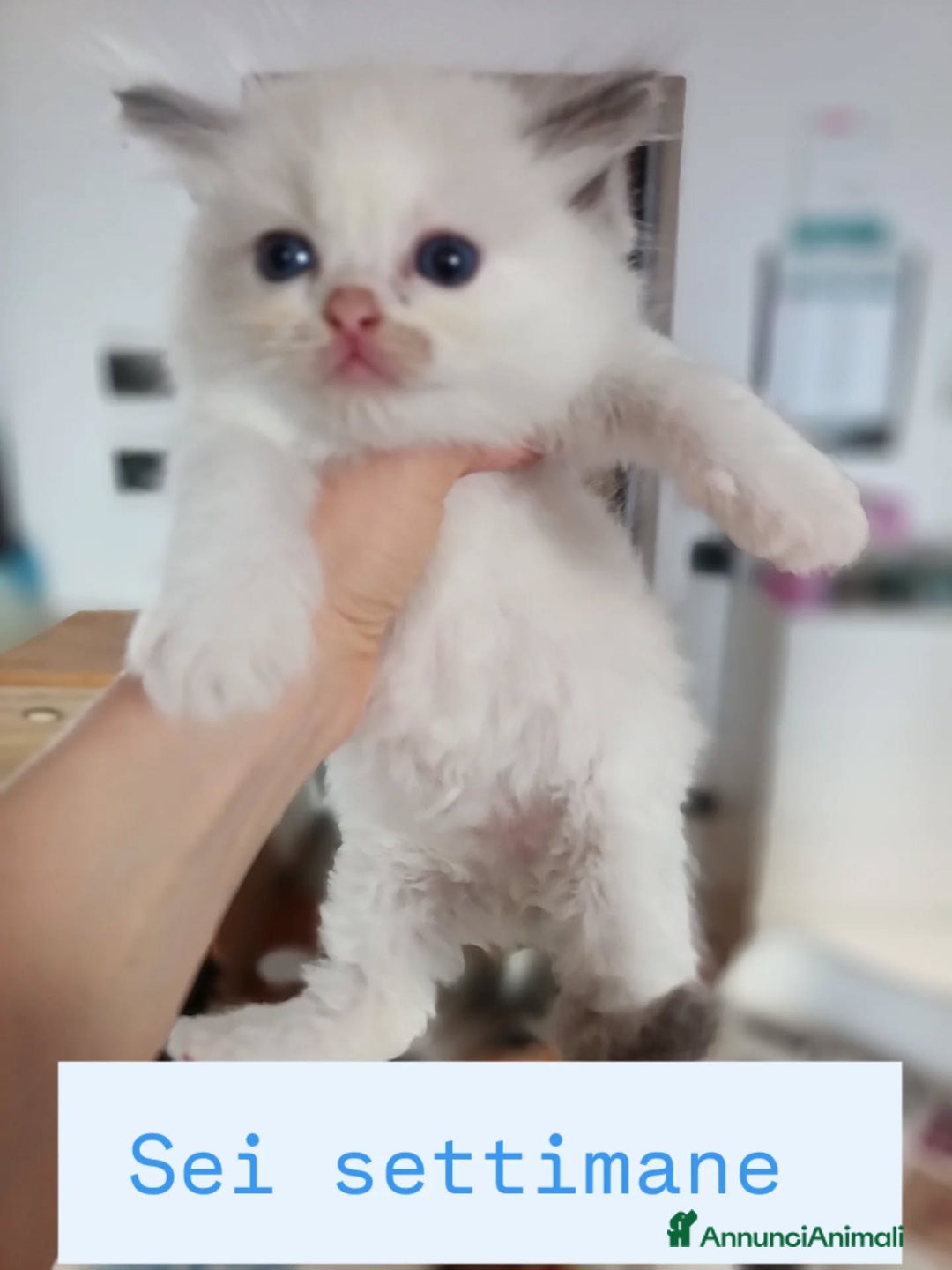 Ragdoll gatti in vendita: Cuccioli Ragdoll di Alta Genealogia a Città metropolitana di Milano - Immagine 10