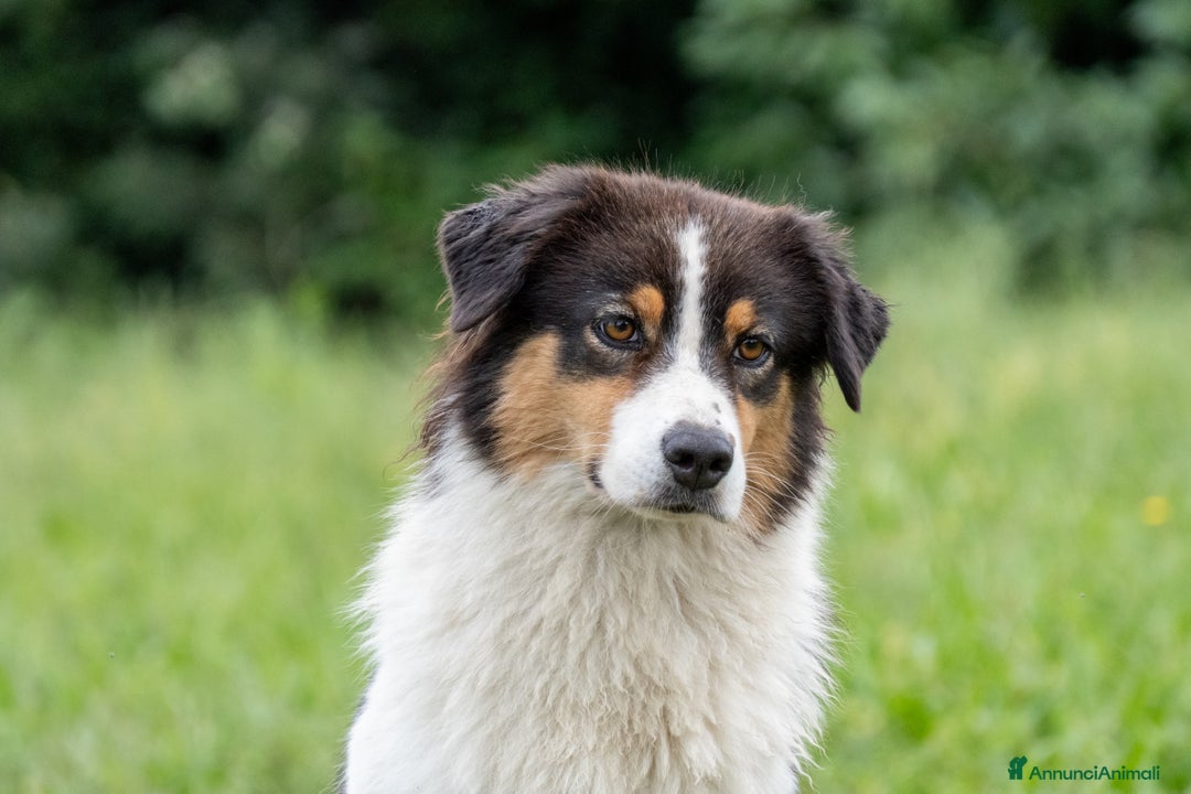 Australian Shepherd cani in vendita: Australian Shepherd  - Annuncio 15
