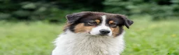 Australian Shepherd cani in vendita: Australian Shepherd  - Annuncio 7