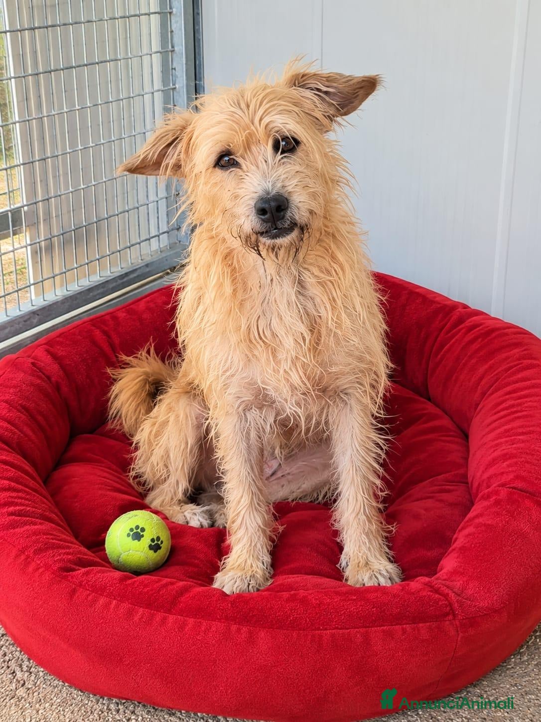 Meticcio cani Mix yorkini 4 e7 anni,tg piccola,finiti in canile - Annuncio 9