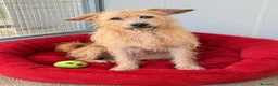 Meticcio cani in regalo: Mix yorkini 4 e7 anni,tg piccola,finiti in canile - Annuncio 1