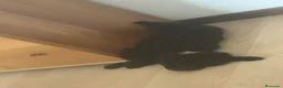 Barboncino Toy cani in vendita: Vendo barboncino toy 11 mesi Nero  - Annuncio 2