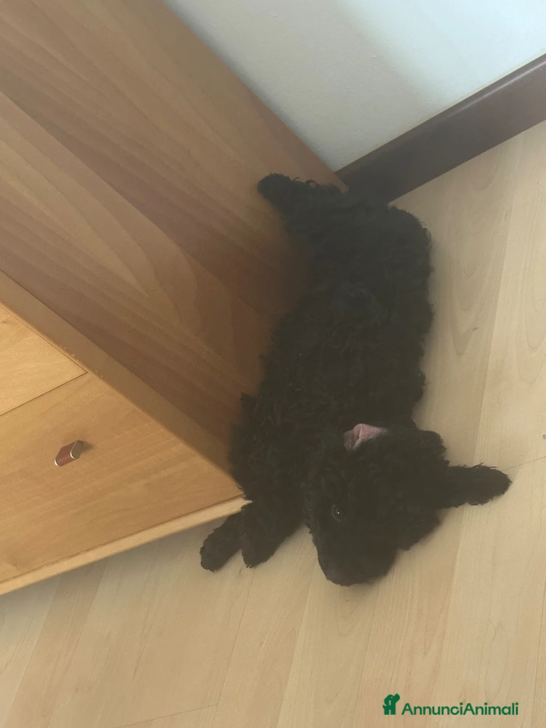 Barboncino Toy cani in vendita: Vendo barboncino toy 11 mesi Nero  - Annuncio 2
