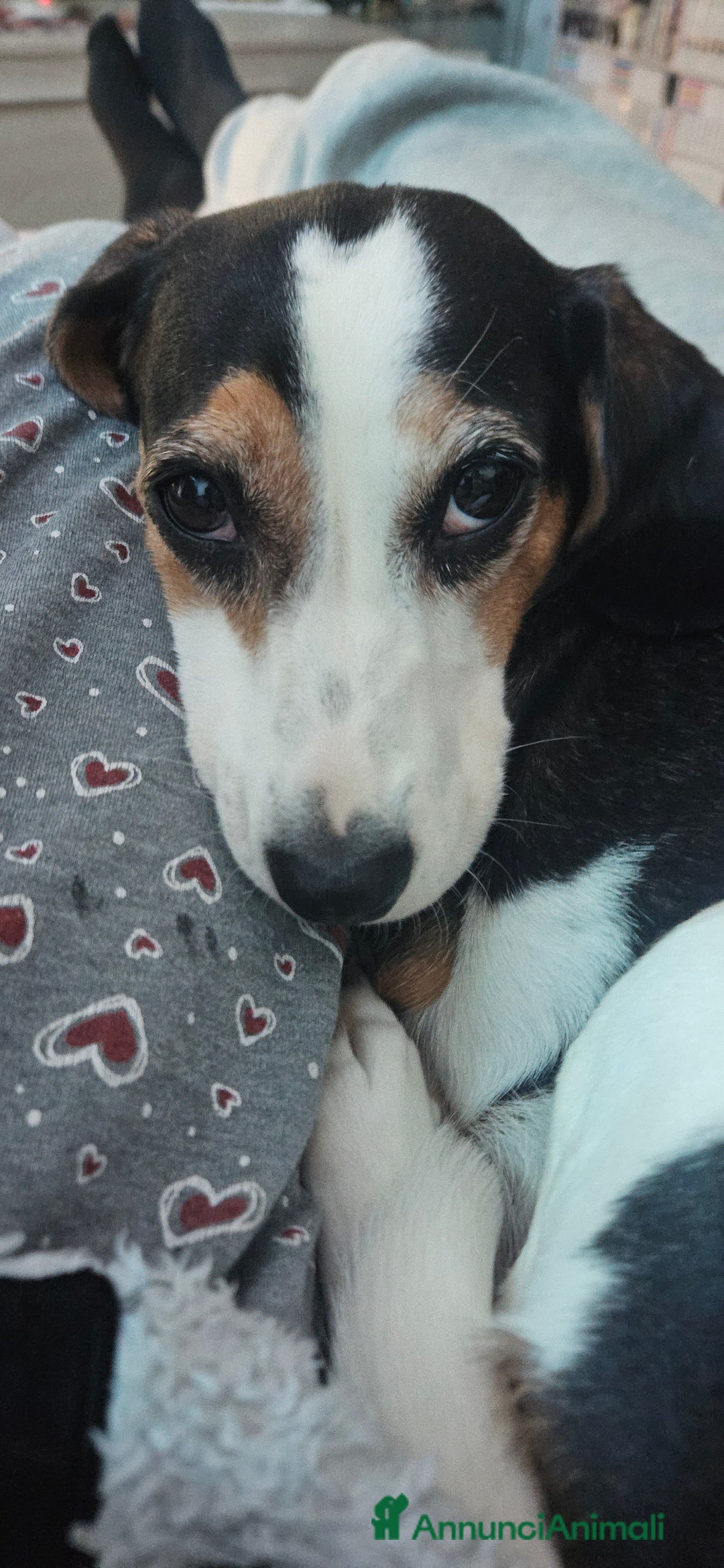 Meticcio cani in regalo: CUCCIOLI BISOGNOSI CERCANO AMORE  - Annuncio 13