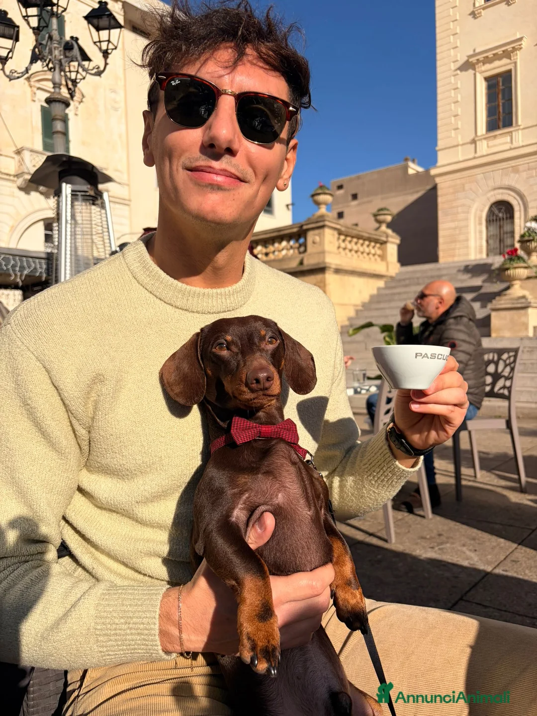 Bassotto cani per accoppiamento: BASSOTTO per MONTA - Annuncio 2