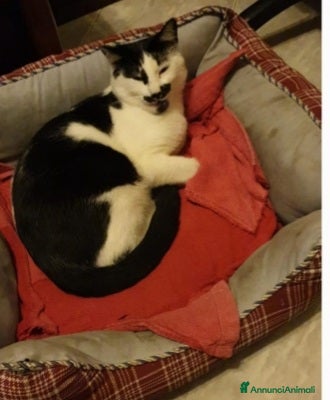 Europeo gatti 2mici fratello/sorella 1anno buoni SOS CASA ROMA a Città metropolitana di Milano - Annuncio 15