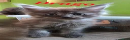 Maine Coon gatti in vendita: Cuccioli Maine Coon  - Annuncio 4