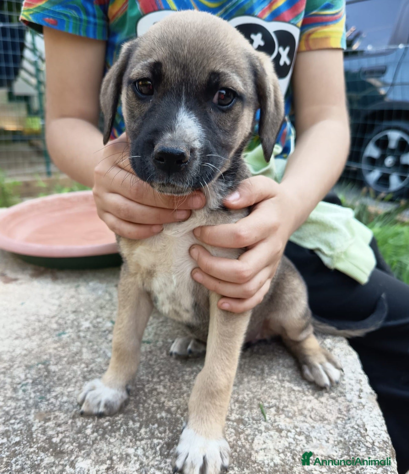 Meticcio cani in regalo: UNA MAMMA PER GRACE - Annuncio 1