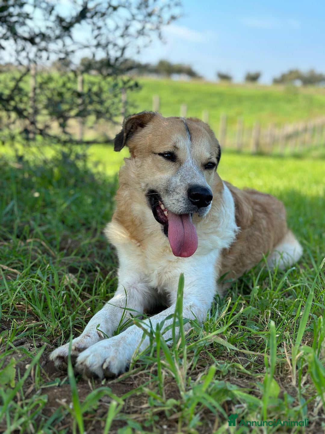 Meticcio cani in regalo: Ronny, 2 anni a Provincia di Bergamo - Immagine 4