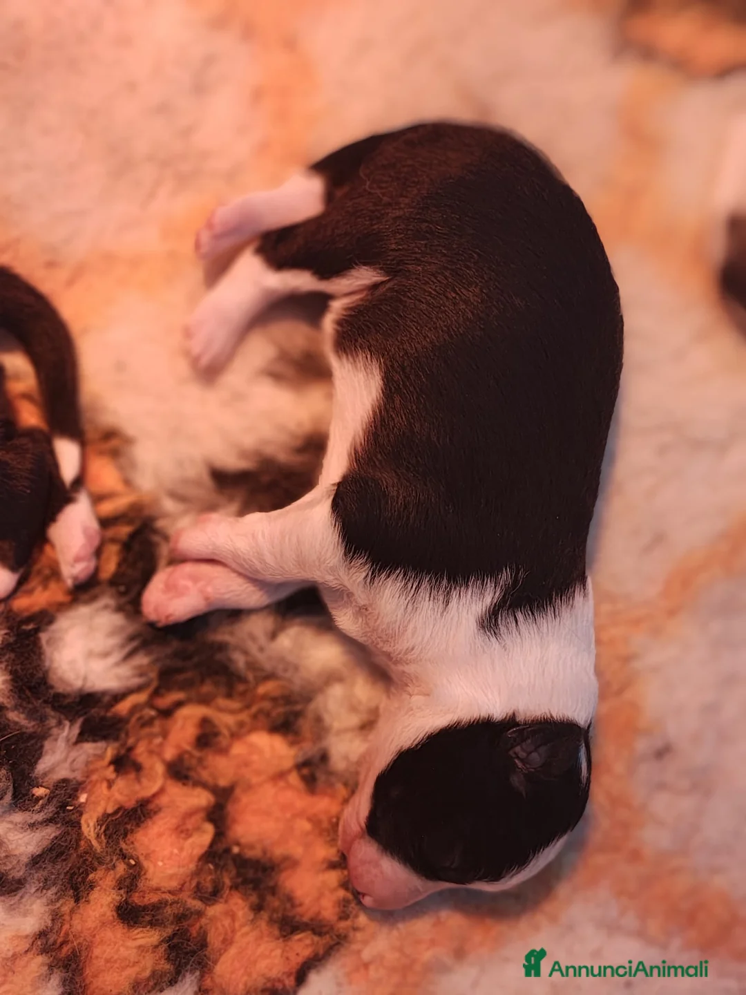 Border Collie cani in vendita: CUCCIOLI DI BORDER COLLIE ALTA GENEALOGIA - Annuncio 2