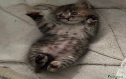 Altre razze gatti in vendita: 7 allegri batuffoli in cerca di casa a Province of Brescia - Immagine 22