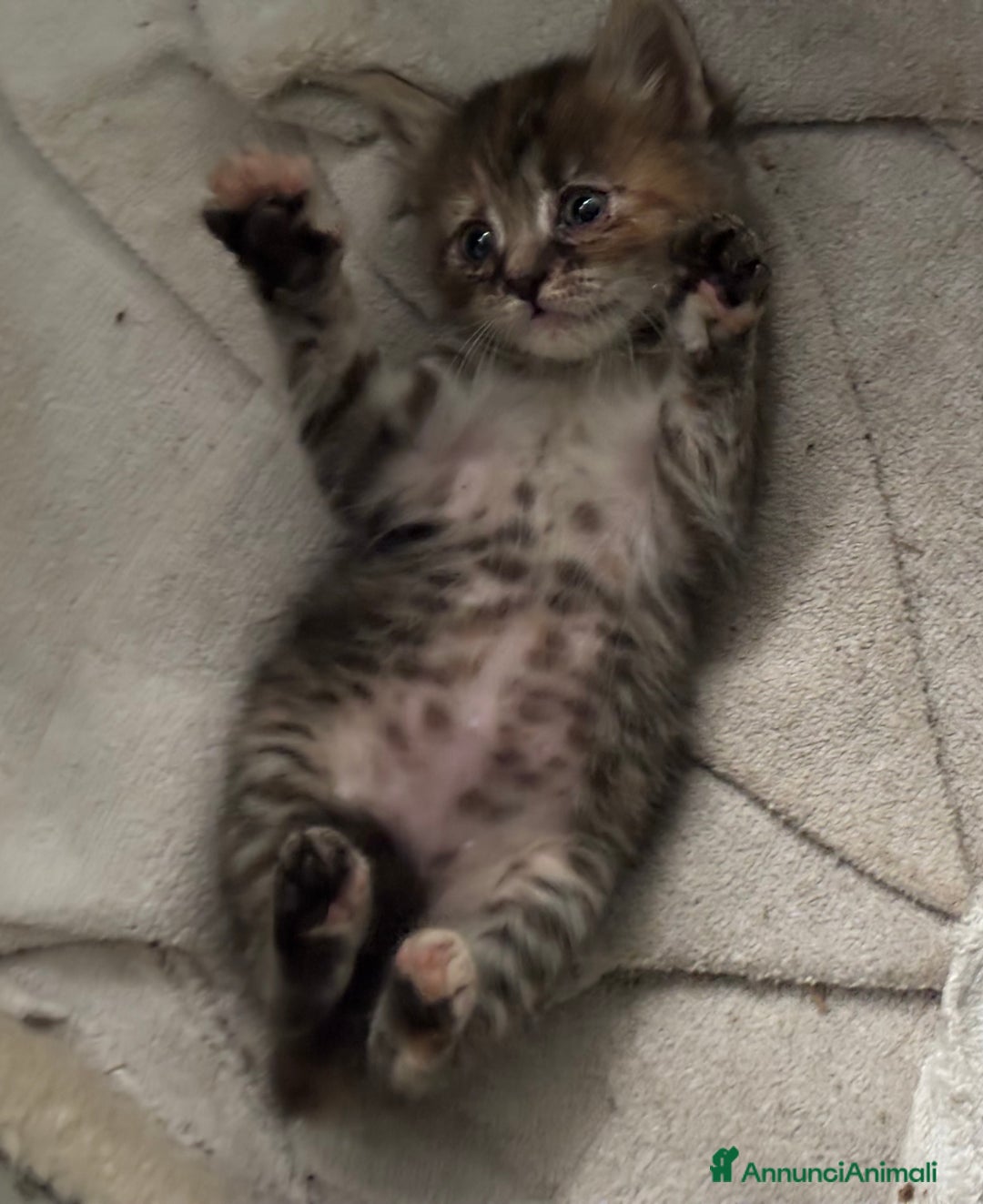 Altre razze gatti in vendita: 7 allegri batuffoli in cerca di casa a Province of Brescia - Immagine 22