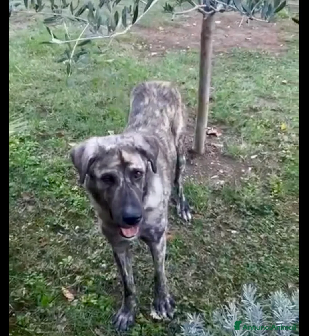 Pastore Asia Centrale cani in vendita: Cuccioli Pastore dell’Asia Centrale - Annuncio 7