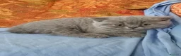 British gatti in vendita: Bellissimi Scottish Straight e Fold - Annuncio 8