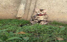 Bengala gatti in vendita: Cucciola Bengala 🥰 - Annuncio 1