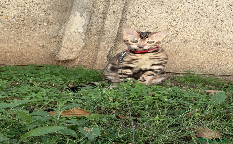 Bengala gatti - Annuncio 9