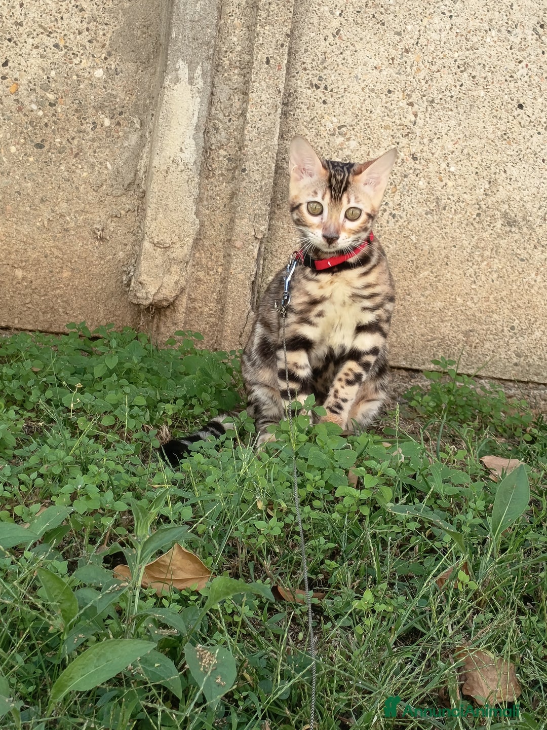 Bengala gatti in vendita: Cucciola Bengala 🥰 - Annuncio 1