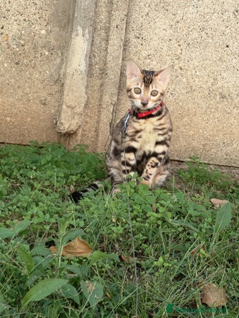 Bengala gatti - Annuncio 9