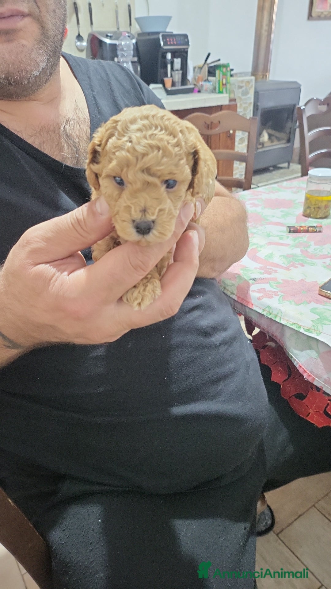 Barboncino Toy cani in vendita: Barboncino minitoy  - Annuncio 2