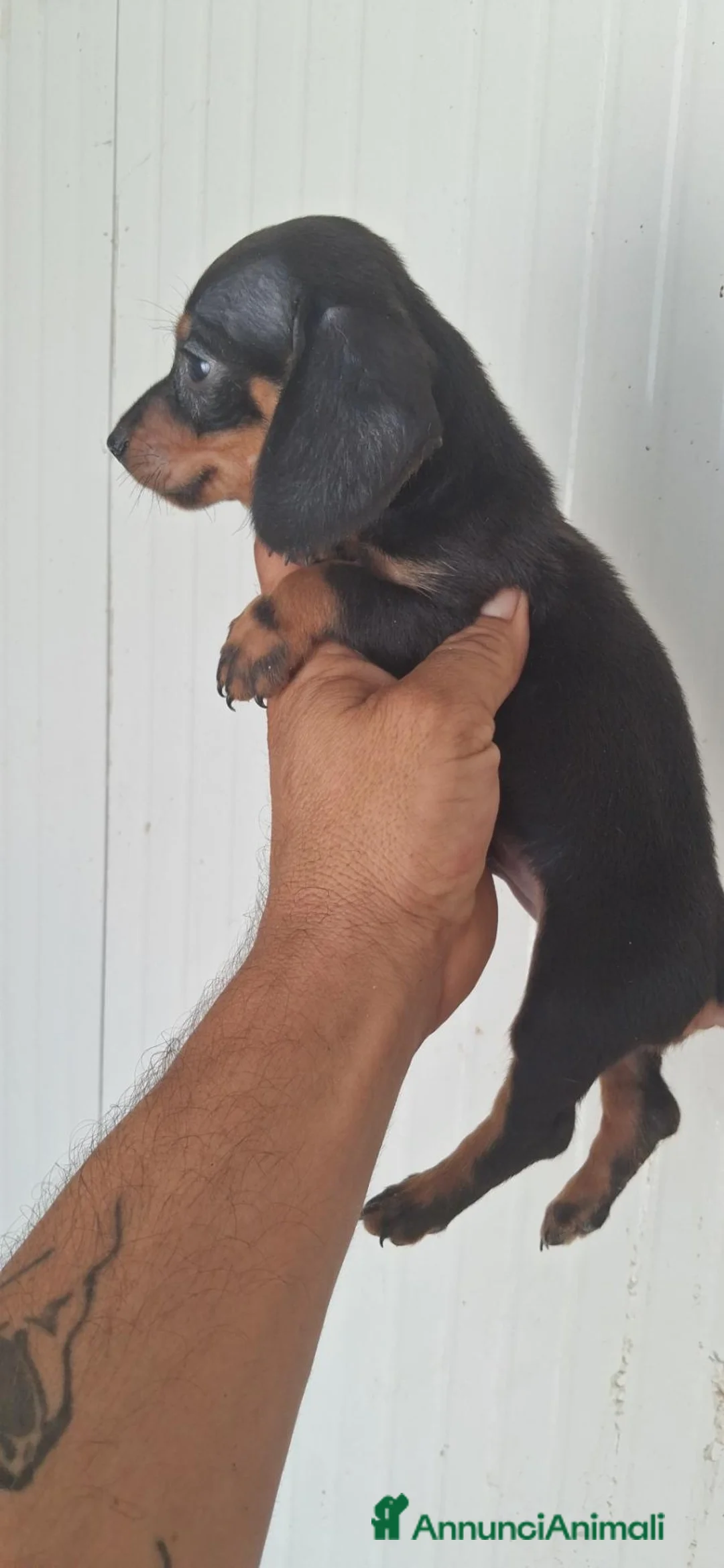Bassotto cani in vendita: Cuccioli di bassotto di tre mesi - Annuncio 2