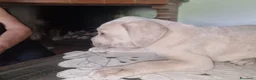 Cane Corso cani in vendita: Splendidi Cuccioli Simile Cane Corso a Città Metropolitana di Bari - Annuncio 5