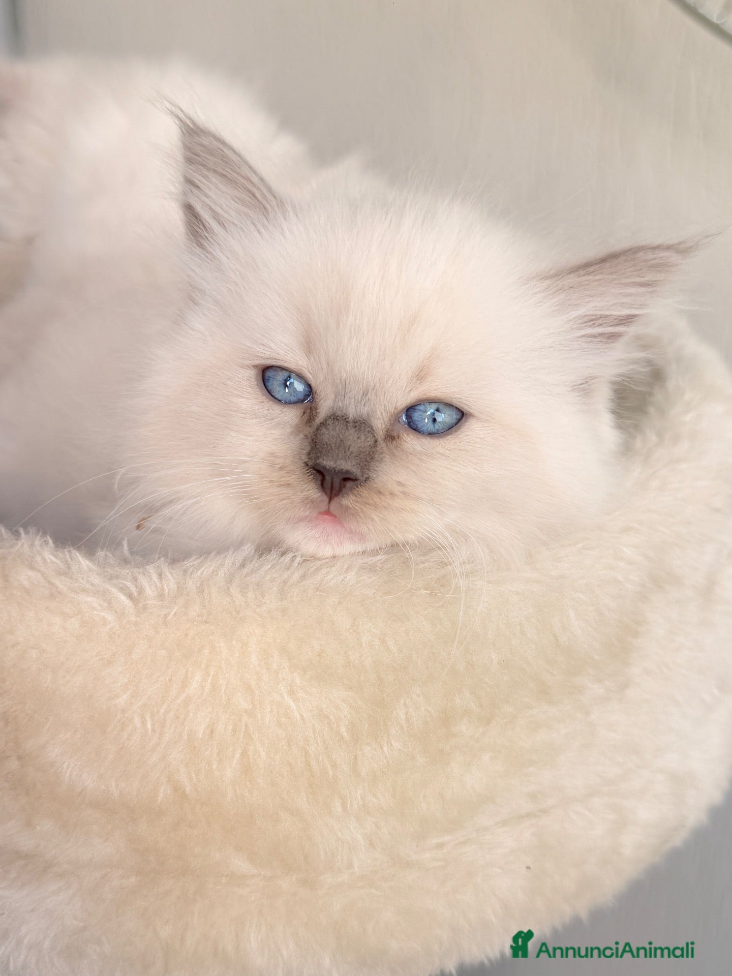 Ragdoll gatti in vendita: Cucciole di Ragdoll  - Annuncio 1
