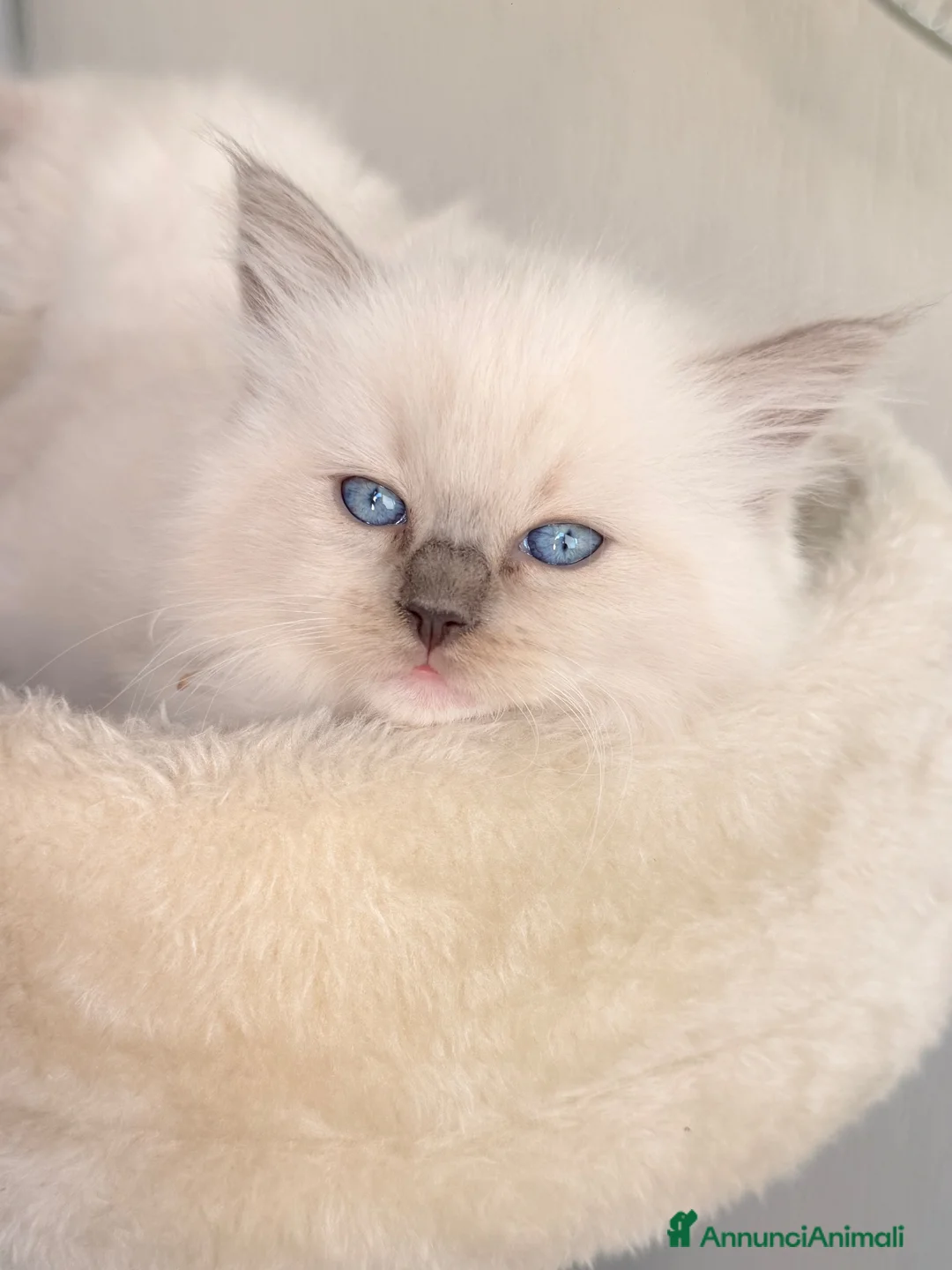 Ragdoll gatti in vendita: Cucciole di Ragdoll  a Provincia di Cosenza - Annuncio 1