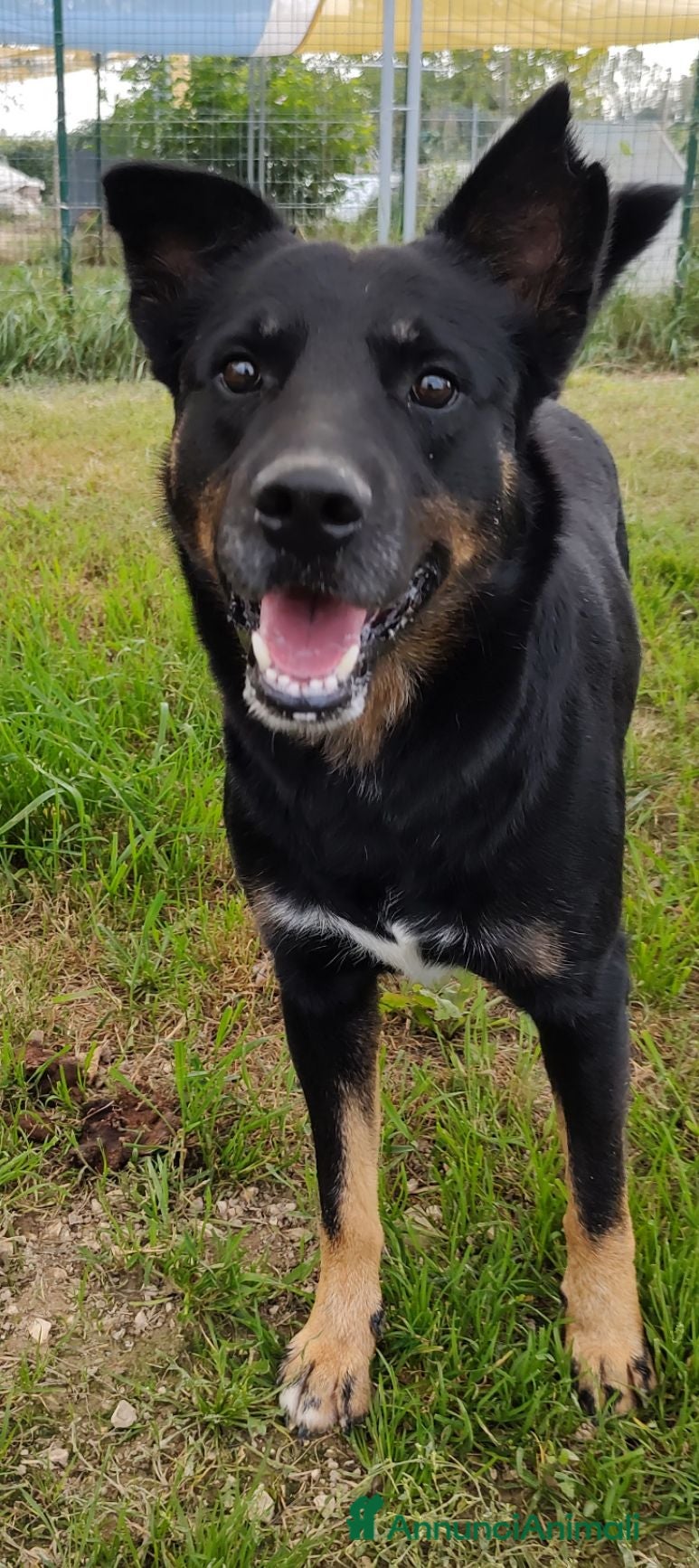 Meticcio cani Adotta Sam a Provincia di Treviso - Annuncio 2