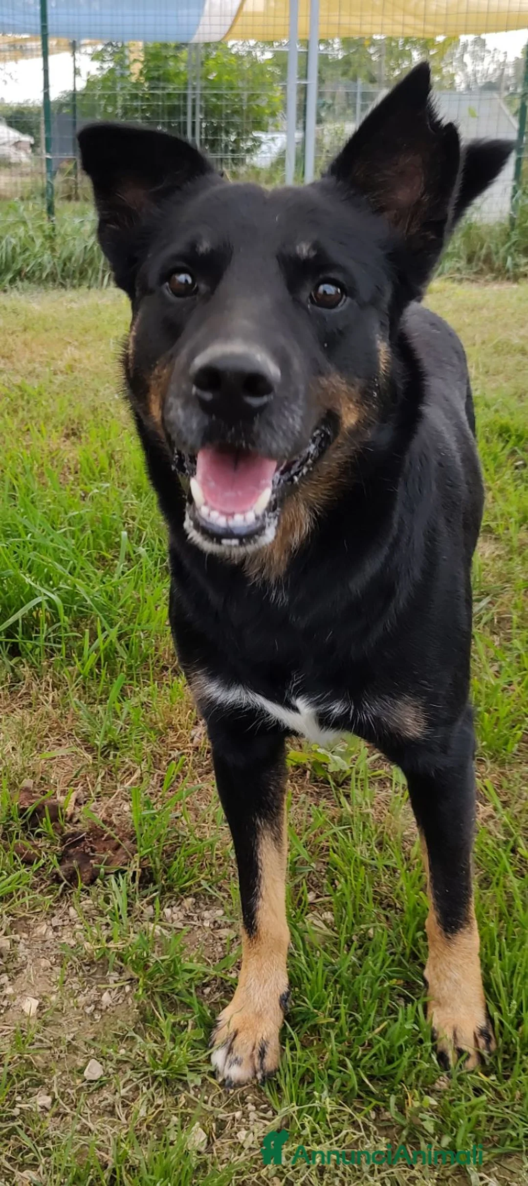 Meticcio cani in regalo: Adotta Sam a Provincia di Treviso - Annuncio 2