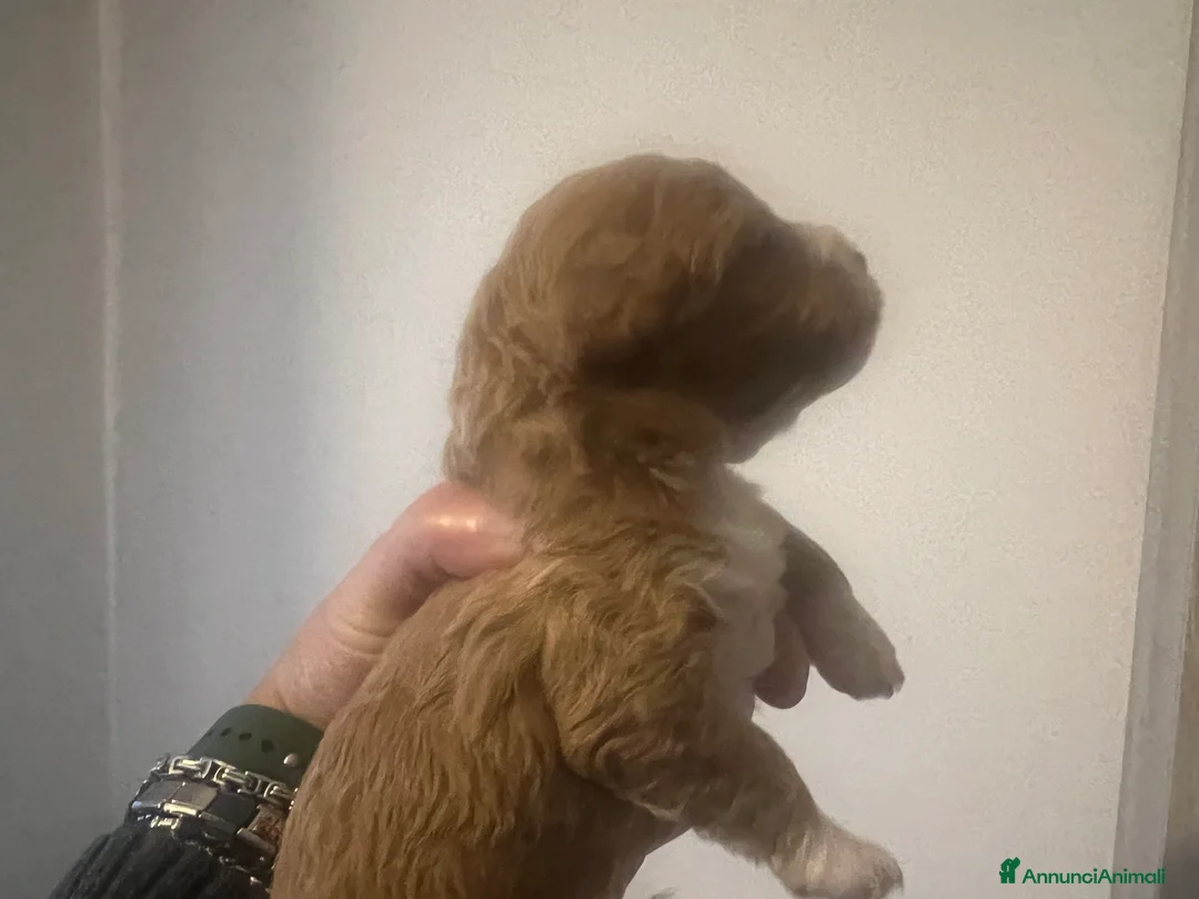 Maltipoo cani in vendita: MALTIPOO - Annuncio 3