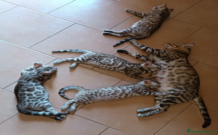 Bengala gatti - Annuncio 15