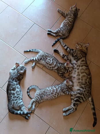 Bengala gatti - Annuncio 3