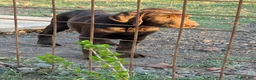 Labrador cani in vendita: Cucciolo Labrador choco - Annuncio 2