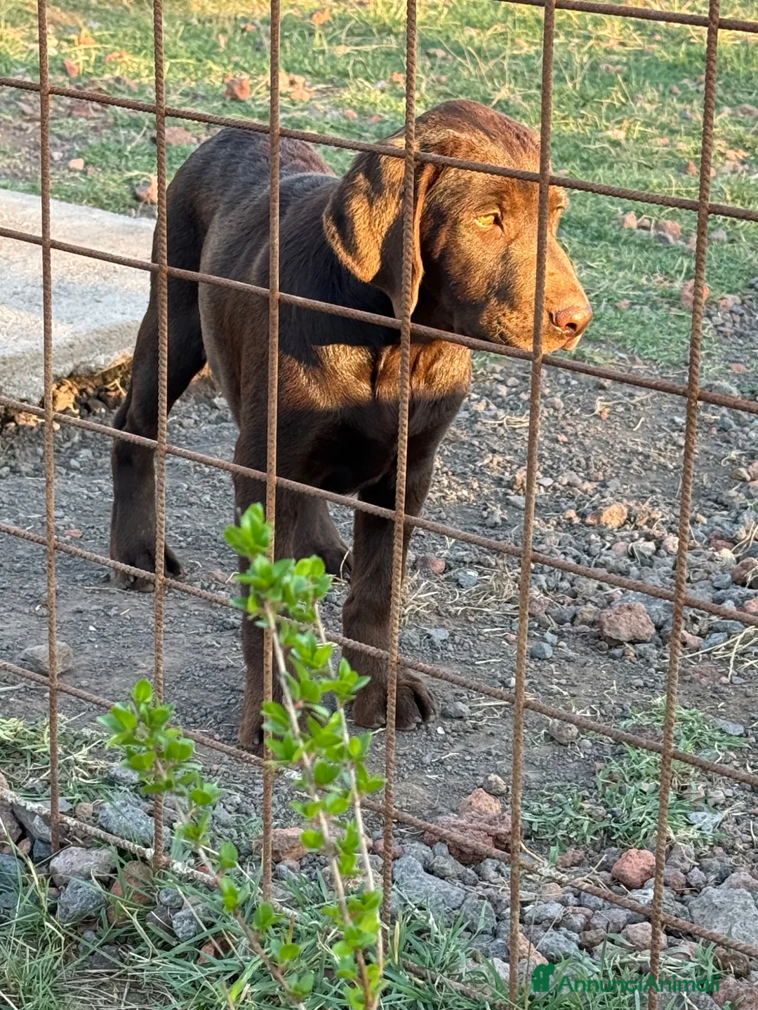 Labrador cani in vendita: Cucciolo Labrador choco - Annuncio 2