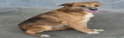 Meticcio cani in regalo: 16 kg, 4 anni rischia il canile    - Annuncio 10