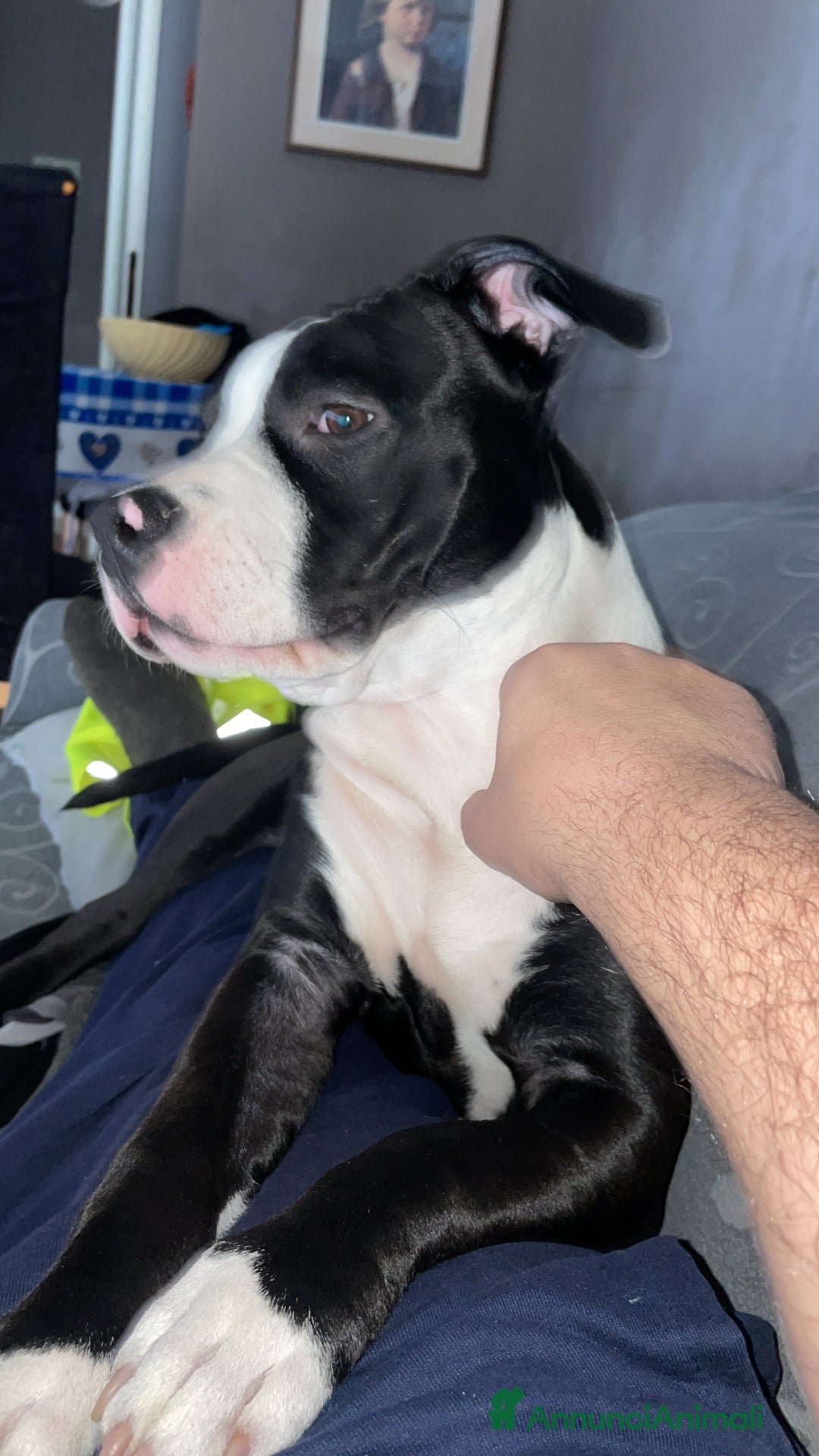 American Staffordshire cani in vendita: Splendido cucciolo Amstaff - Annuncio 6